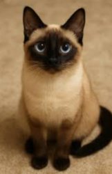 Cute Siamese cat Meme Template