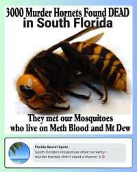 Murder Hornet Meme Template