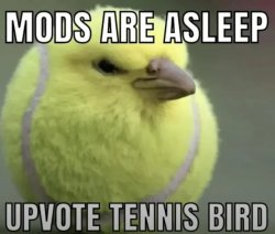 mods are asleep Meme Template