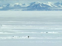 Nihilist Penguin Meme Template