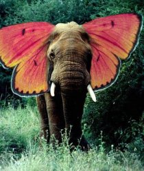 butterfly elephant Meme Template
