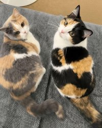 ips vs oled Meme Template