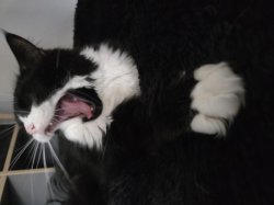 Cat yelling Meme Template