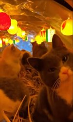 excuse me Meme Template