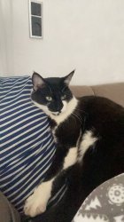 Hugo bon guuu Meme Template