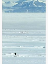 But Why Penguin Meme Template