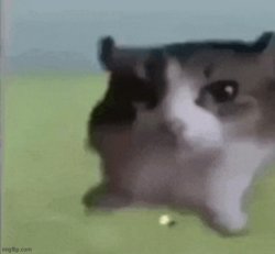 staring cat Meme Template