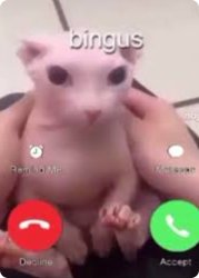Bingus Meme Template