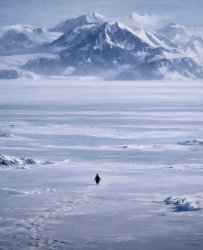 Penguin meme Meme Template