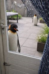 Penguine Doort Meme Template