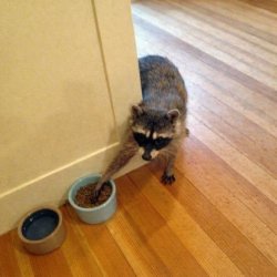 Chrisjoines1 Meme Template