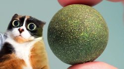 Weed-Ball Cat Meme Template