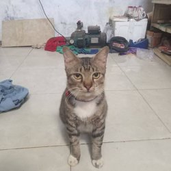 Poker Face Cat Meme Template