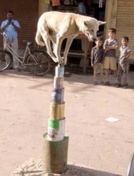 My code Meme Template