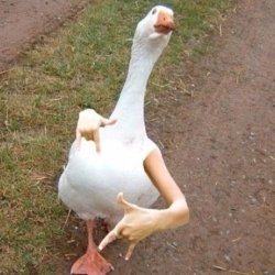 Gangster goose Meme Template