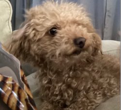 Dog looking at treat Meme Template