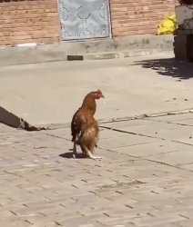 High chicken Meme Template