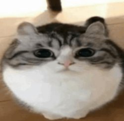 cute wawa ball Meme Template