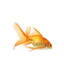 Goldfish Meme Template