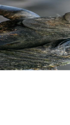 Mmmighty good Meme Template