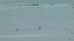 penguin Meme Template