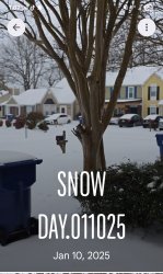 Winter Storn Fern Meme Template