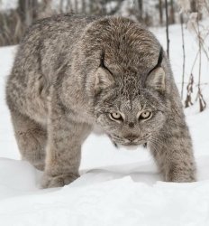 IMG Lynxley image Meme Template