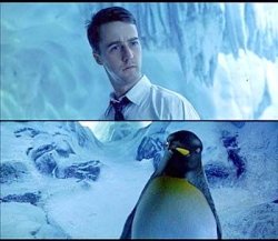 fight club penguin Meme Template