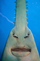 sawfish Meme Template