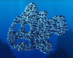 Sad fish Meme Template