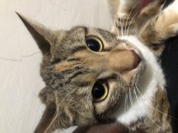 Catumia Meme Template