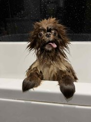 Wet dog Meme Template