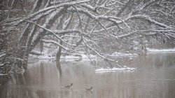 Icy River Meme Template