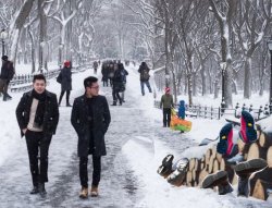 Homeless Cordwood in NY Meme Template