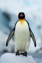 Penguin generated by Grok Meme Template