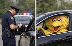 Big Bird driver Meme Template
