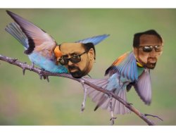Nic Cage Birds Meme Template