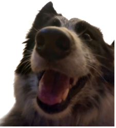Smiling Dog Derp Meme Template