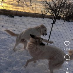 Dog slap Meme Template