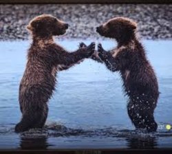 Caught Bear Handed Meme Template