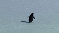 Pinguin but why Meme Template