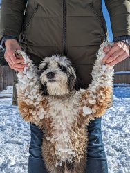 Snow Dog Meme Template