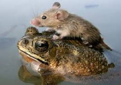 Mouse riding frog Meme Template