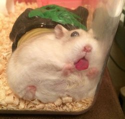 pov you are food on display under the glass in the diner Meme Template