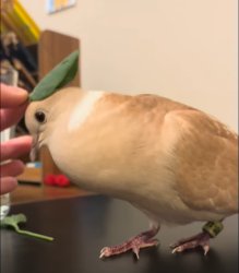 Bird Hat Meme Template