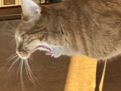 Anger Cat Meme Template