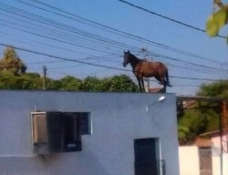 Horse on a building Meme Template