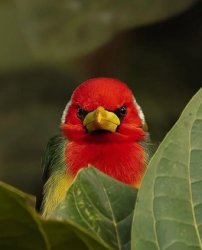 mad bird Meme Template