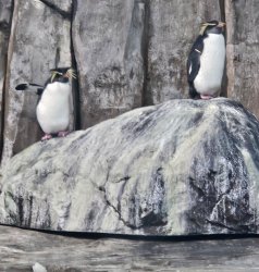 penguin leave Meme Template