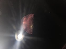 I want to believe under the sea Meme Template